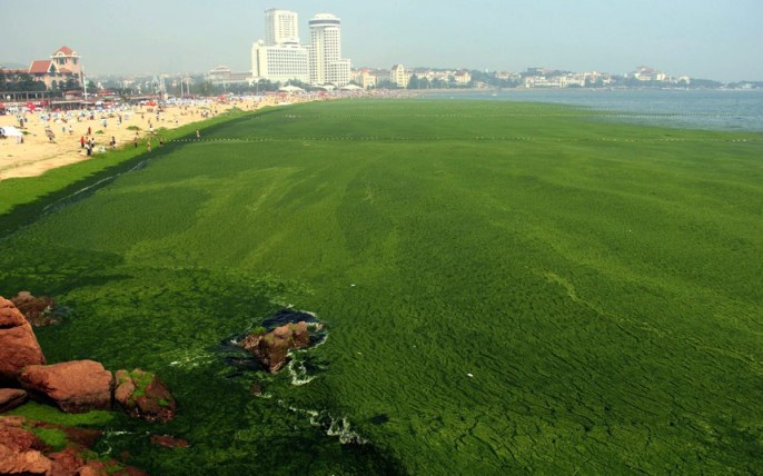 Chinese algae bloom