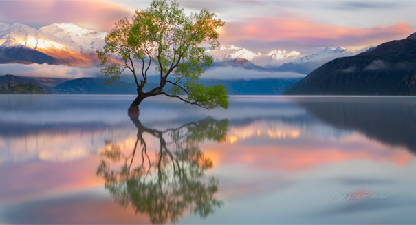 Ione Tree, New Zealand